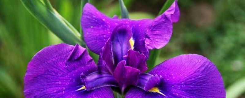 花菖蒲-鸢尾科鸢尾属