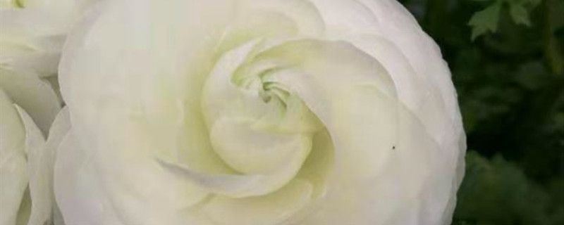 花毛茛-毛茛科花毛茛属