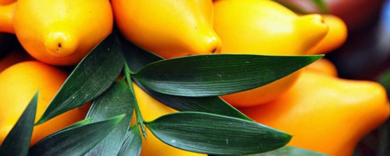 黄金果-茄科茄属