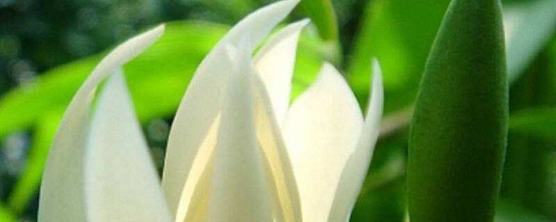 黄桷兰-木兰科含笑属