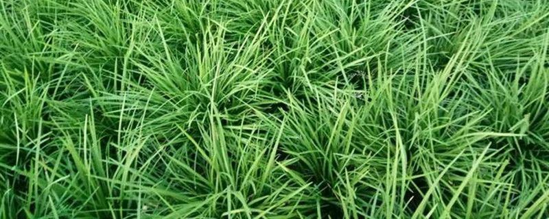 麦冬草-百合科沿阶草属