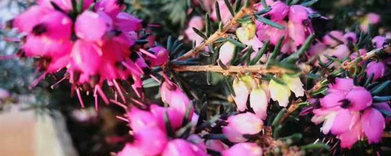 欧石楠-杜鹃花科欧石南属