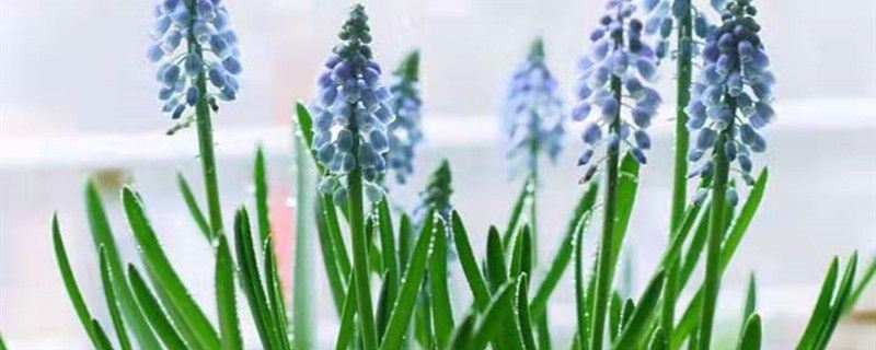 葡萄风信子-百合科蓝壶花属