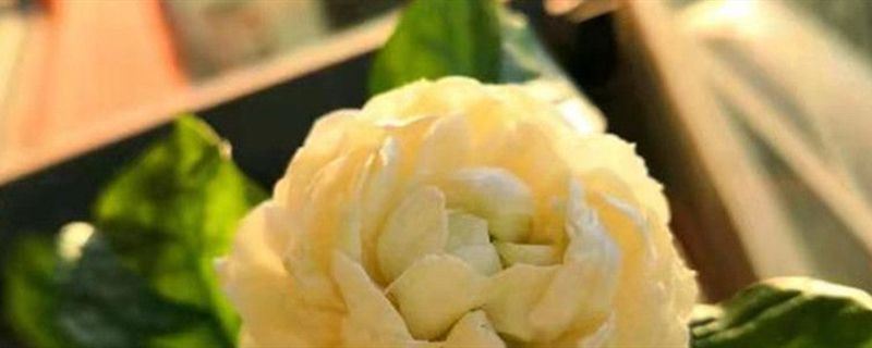 虎头茉莉-木犀科素馨属