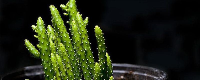 姬珊瑚-仙人掌科仙人掌属