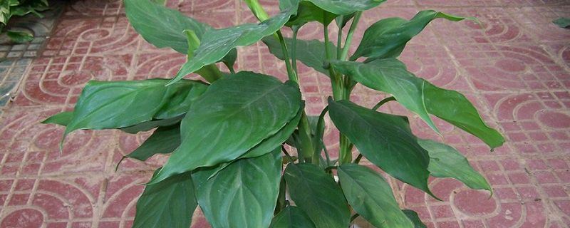 广东万年青-天南星科广东万年青属