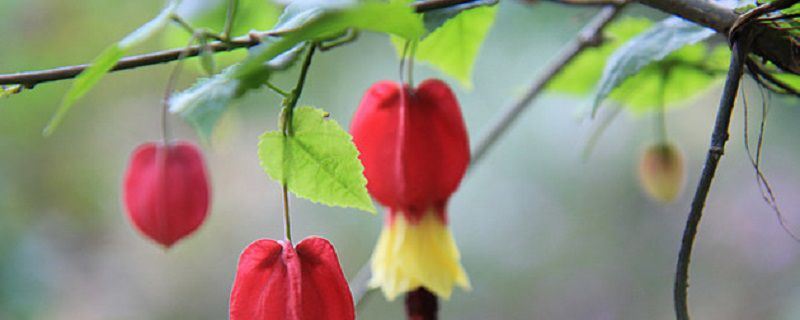 蔓性风铃花-锦葵科苘麻属