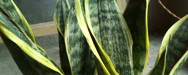 金边虎皮兰-龙舌兰科虎尾兰属