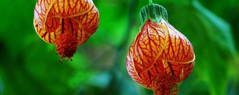 金铃花-锦葵科苘麻属