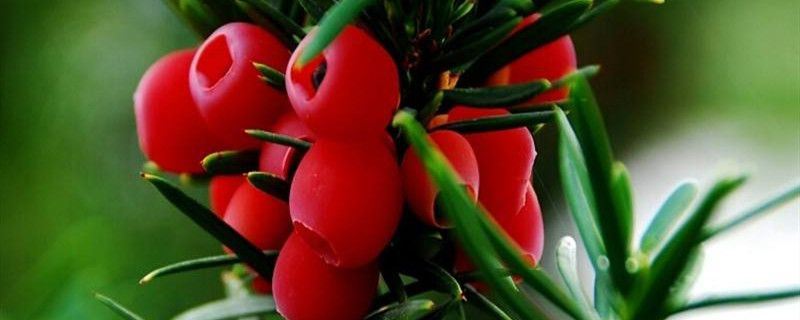 曼地亚红豆杉-红豆杉科红豆杉属