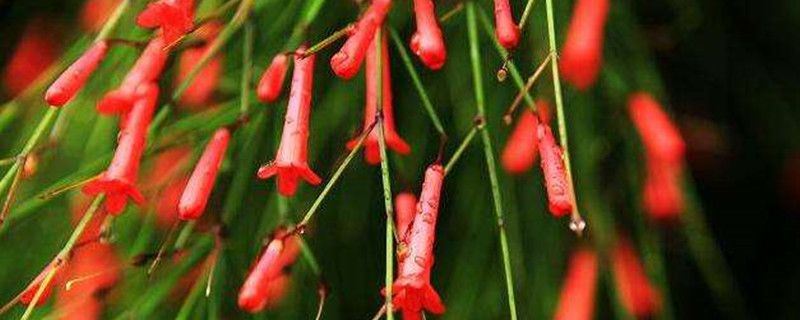 炮仗竹-玄参科炮仗竹属