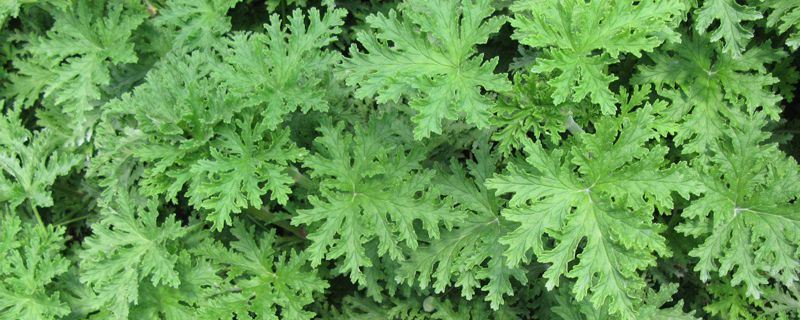 驱蚊草-牻牛儿苗科天竺葵属