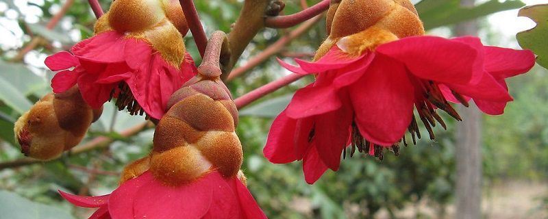 红花荷-金缕梅科红花荷属