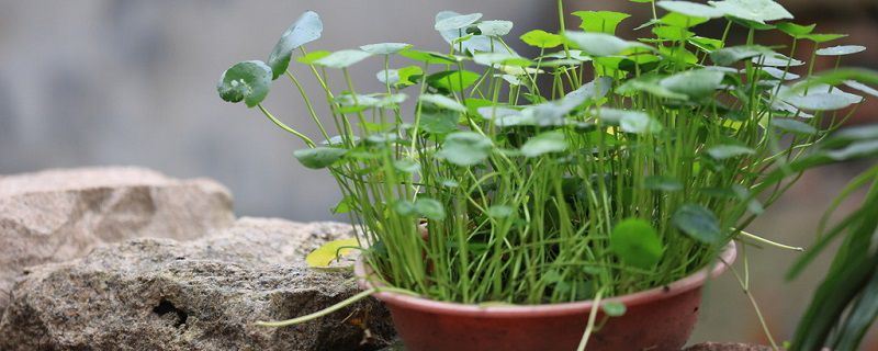 金钱草-报春花科珍珠菜属