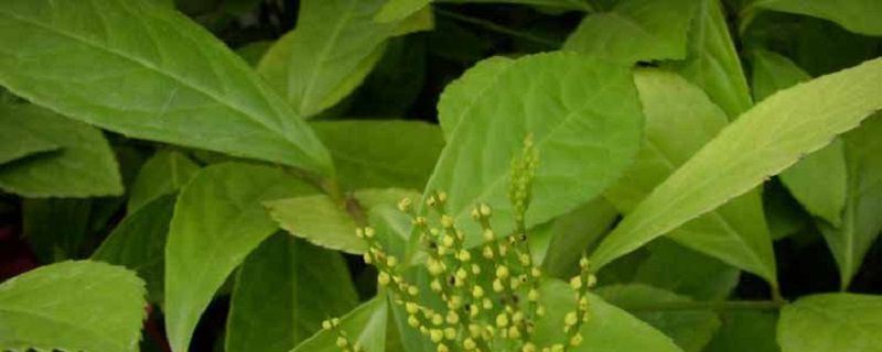 金粟兰-金粟兰科金粟兰属