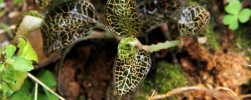 金线莲-兰科开唇兰属