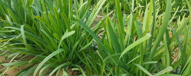 韭菜-百合科葱属