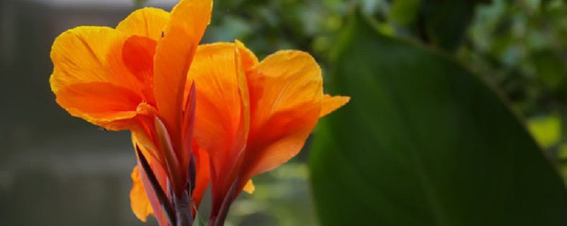 红花蕉-芭蕉科红蕉属