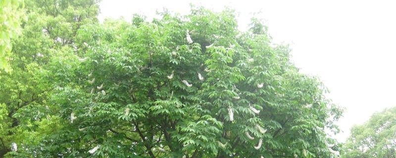 七叶树-七叶树科七叶树属