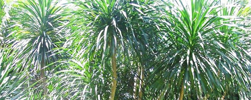 千年木-龙舌兰科朱蕉属