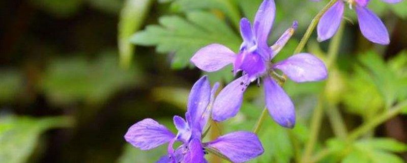 还亮草-毛茛科翠雀属