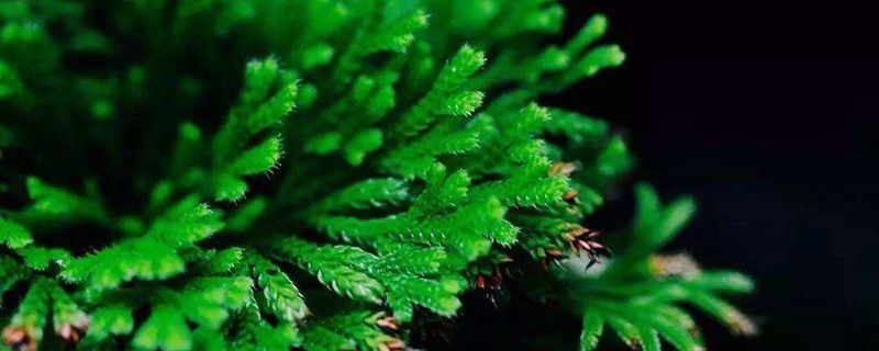 卷柏-卷柏科卷柏属