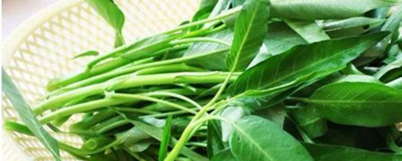 空心菜-旋花科番薯属