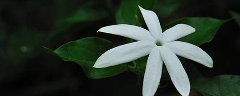 毛茉莉-木犀科素馨属