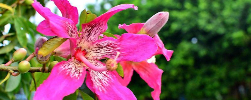 美丽异木棉-木棉科吉贝属