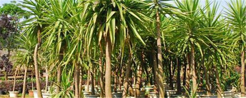 荷兰铁-百合科丝兰属