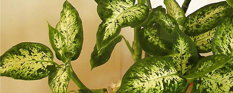 花叶万年青-天南星科花叶万年青属