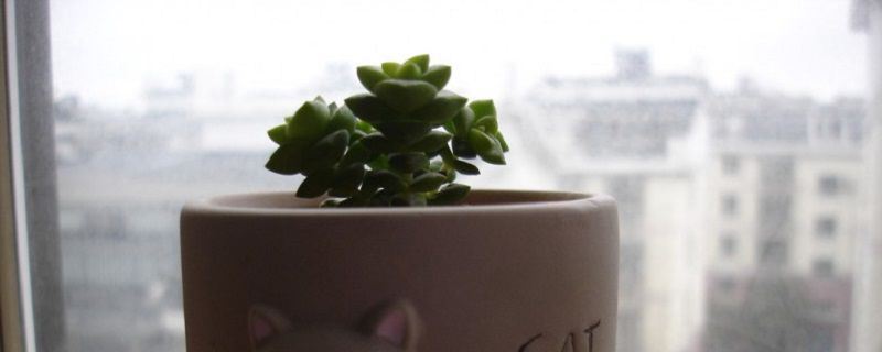 小米星-景天科青锁龙属