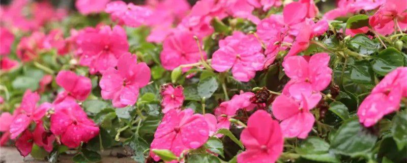 玻璃翠-凤仙花科凤仙花属