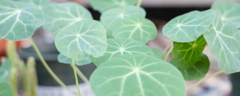 山乌龟-防己科金藤属