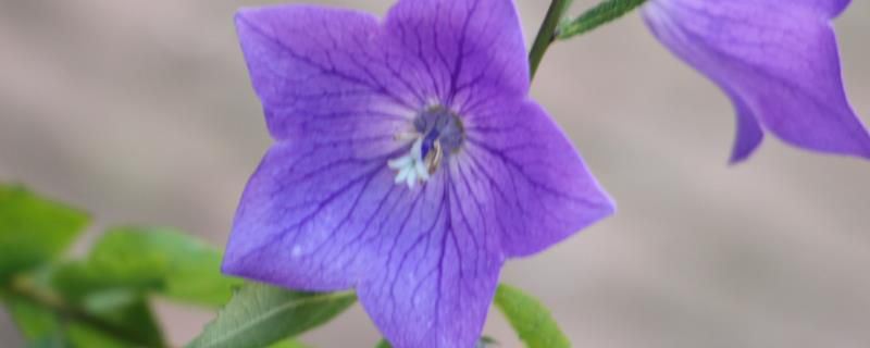 桔梗-桔梗科桔梗属