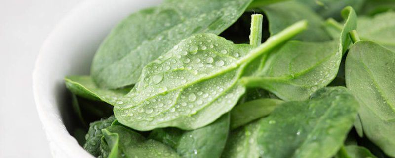 菠菜-藜科菠菜属