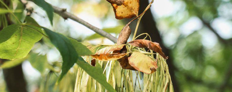 白蜡-木犀科梣属