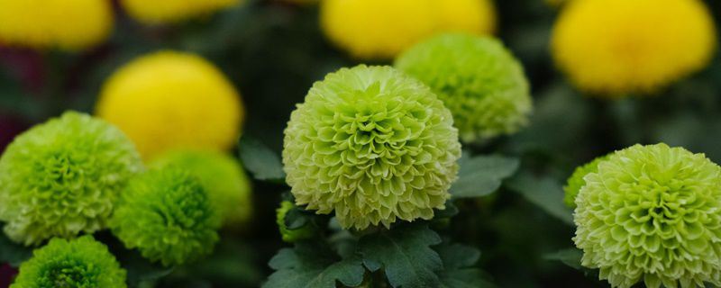 乒乓菊-菊科菊属