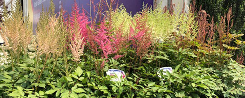 落新妇-虎耳草科落新妇属