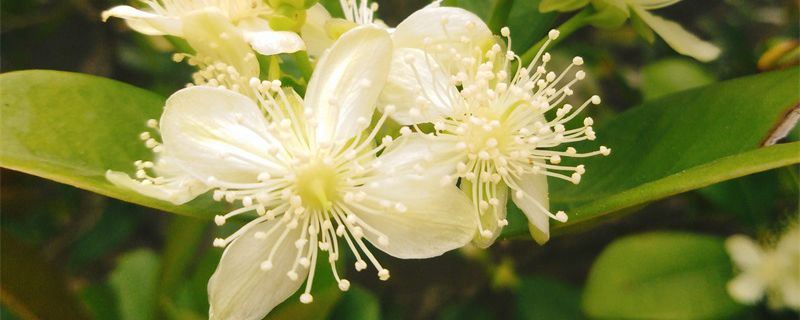 赤楠-桃金娘科蒲桃属