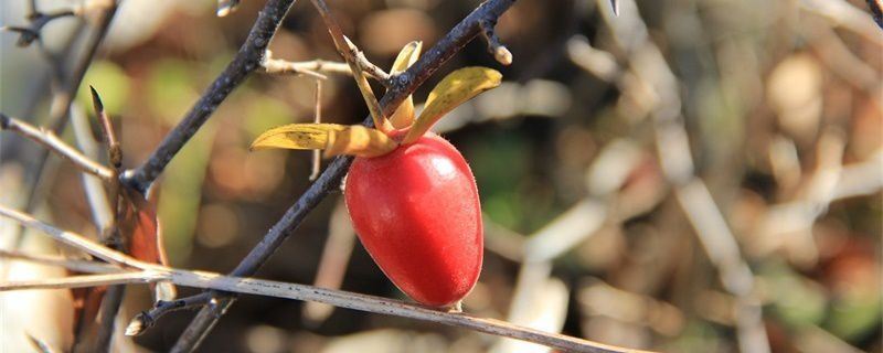 老鸦柿-柿科柿属