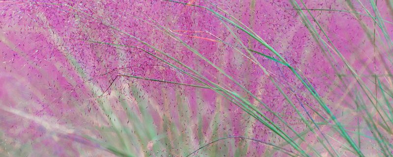 粉黛乱子草-禾本科乱子草属