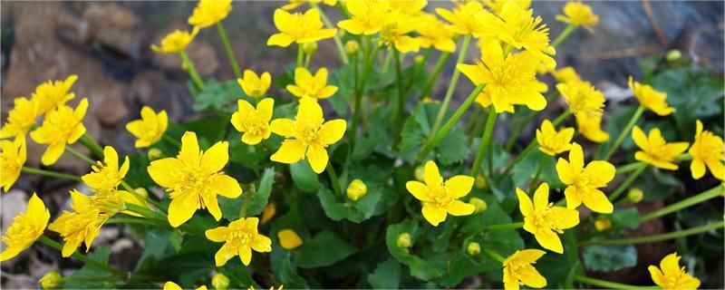 立金花-百合科立金花属