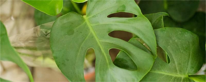 姬龟背竹-天南星科崖角藤属