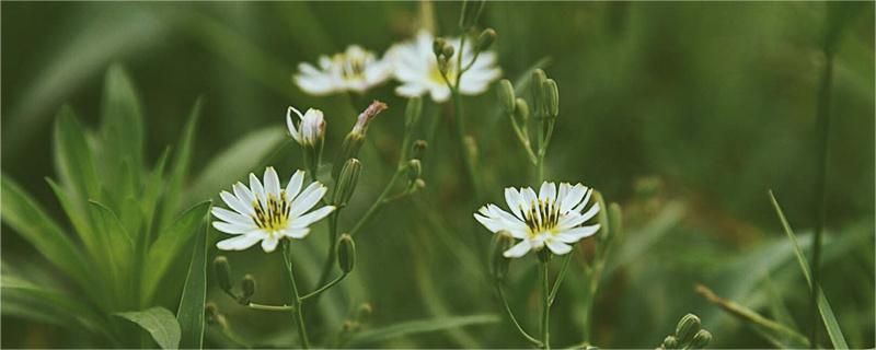 菊苣-菊科菊苣属