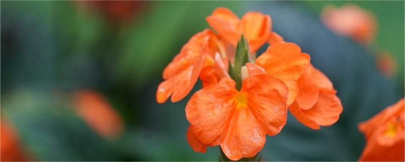 鸟尾花-爵床科十字爵床属