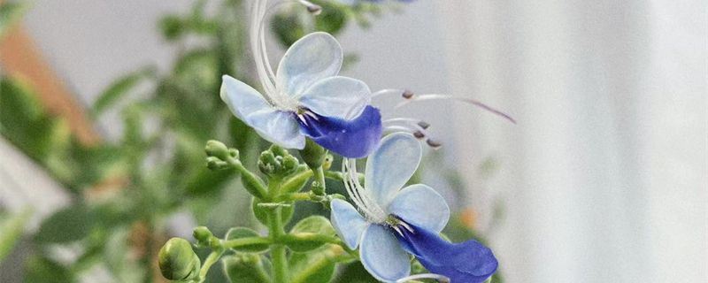 蓝蝴蝶-马鞭草科大青属