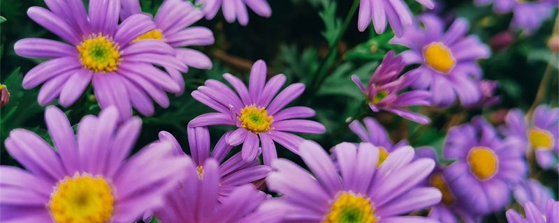 姬小菊-菊科雁河菊属