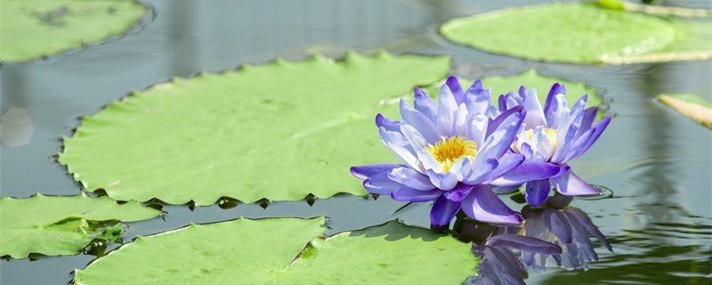 蓝莲花-睡莲科睡莲属