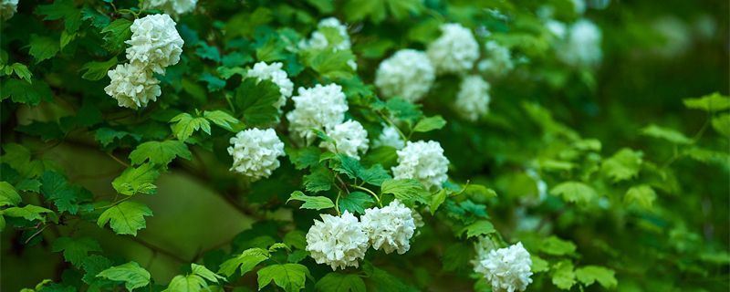 欧洲木绣球-忍冬科荚蒾属